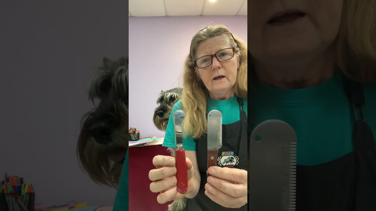 Carding Undercoat on a Hand-Stripped Standard Schnauzer