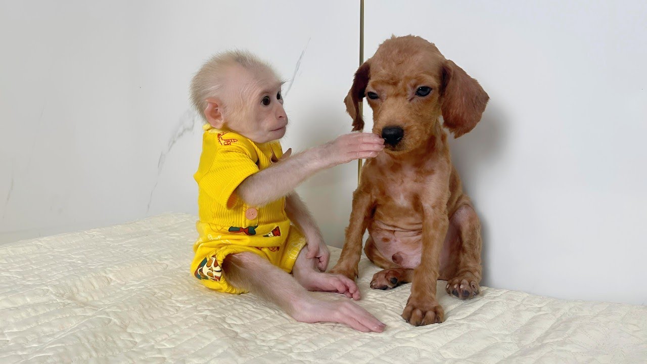 Baby Monkey Lulu is a very affectionate monkey. Watch how she treats the poor puppy
