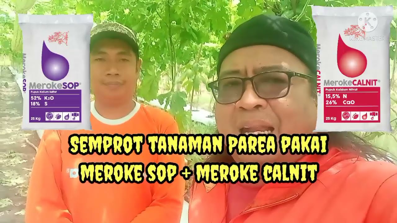 Parea Semprot Meroke SOP, Calnit & FITOFLEX supaya Bobot naik, Rontok buah Terhindar #parea #kalsium