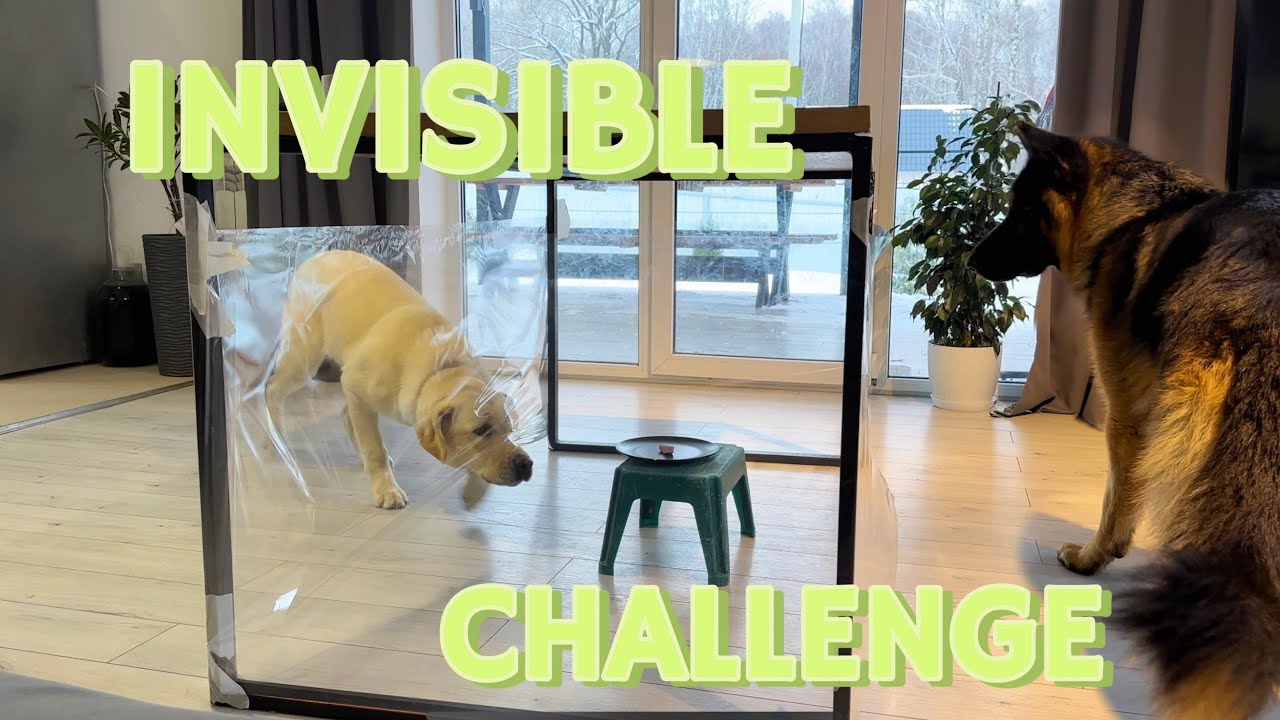 My Dogs React to the Invisible Wall Challenge | TABLE