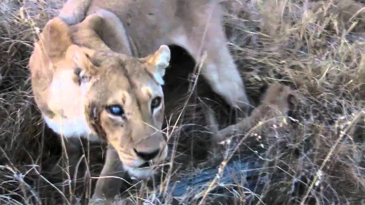 Lion Cubs @Khwai, Botswana