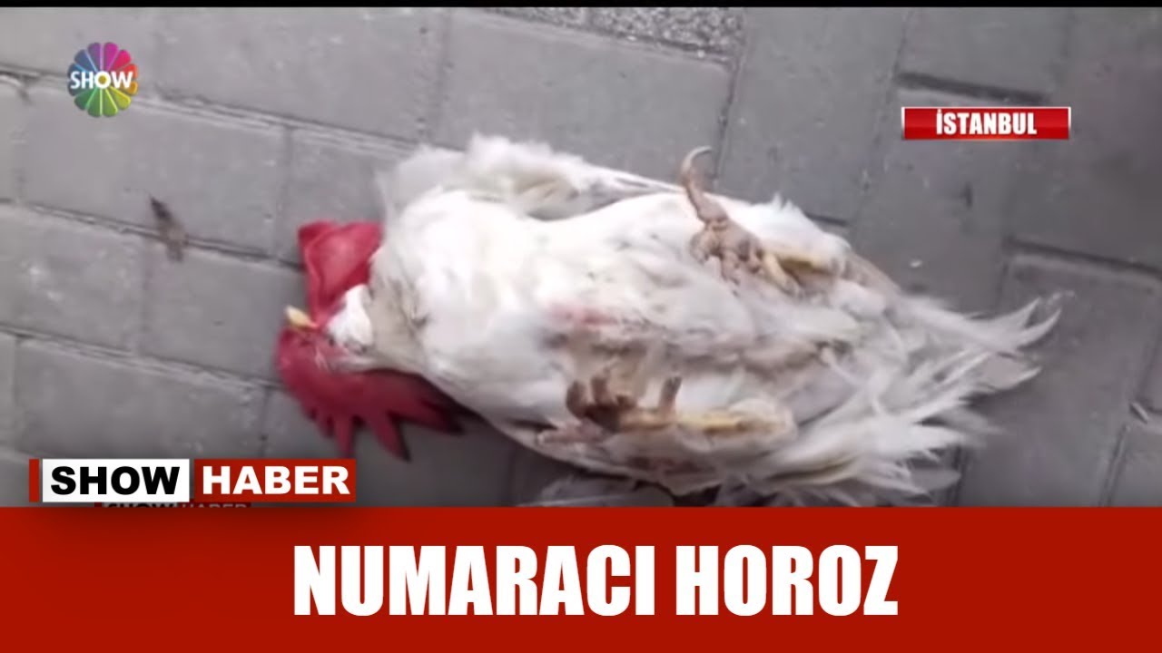 Numaracı Horoz!