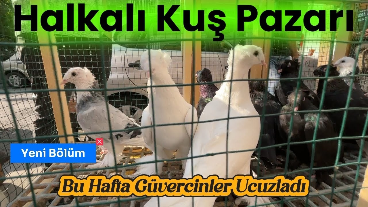 Halkalı Kuş Pazarı - Güvercin Fiyatları Ucuzladı #kuşpazarı