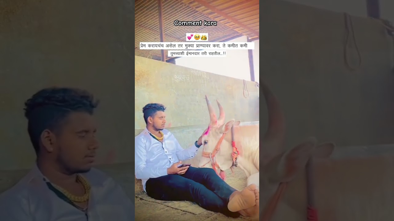 हिंदकेसरी बकासुर❤️&zwj;🔥👑🚩 #cow #nadekachbailgadasharyat #bailgadasharyat #नाद_हा_रक्तात_असावा_लागतो