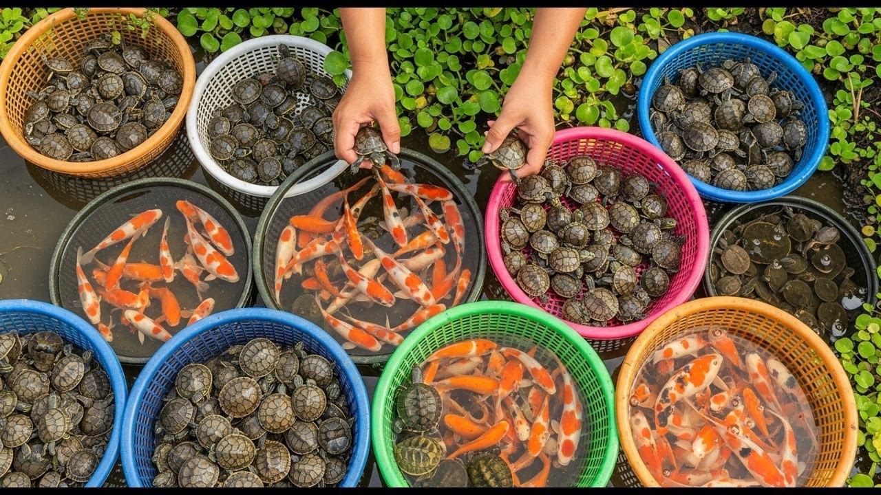 Catching Fresh River Food by Hand | Village Life