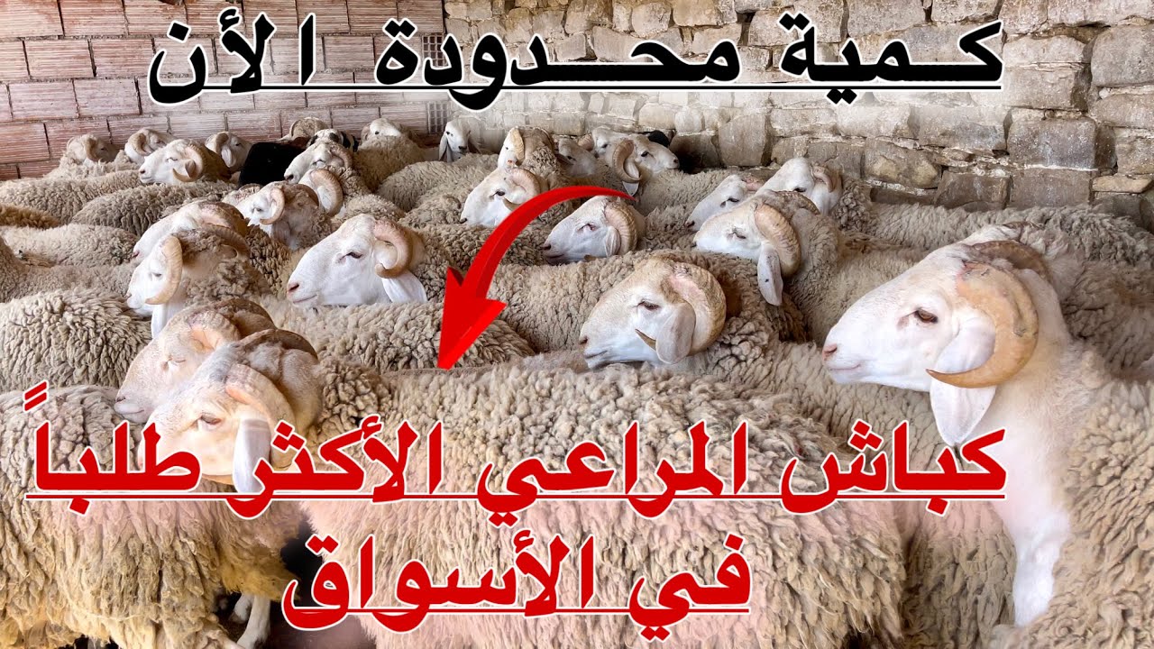 ســوق الكِــباشْ البَرِيَـة مـن أراضـي المْدِيَـة عروض حصريا كباش المراعي في كمية محدودة هنا أولاد ح