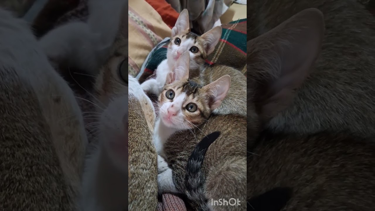 Good morning 🙏 दोस्तो  my kitty playing with me 🩷❤️❤️❤️🩷🩷🩷🩷