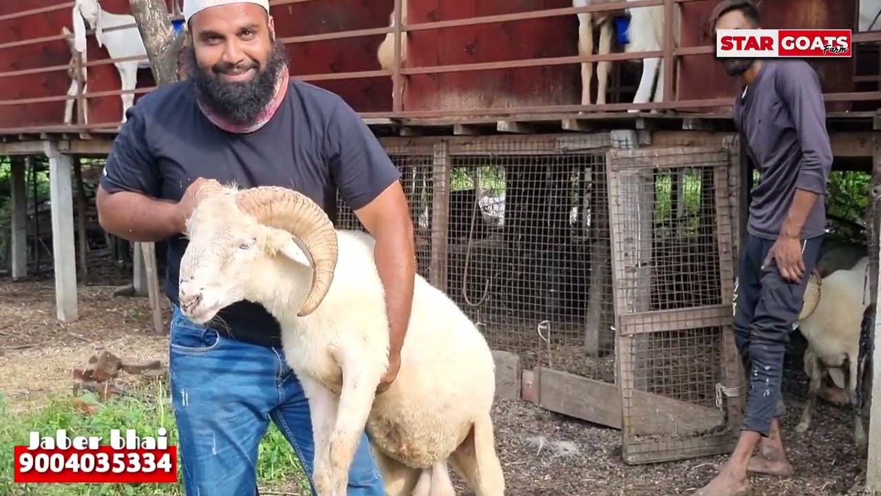 Big Sheep in Padgha at JK's Dua Goat farm by Asif STD STAR GOATS FARM