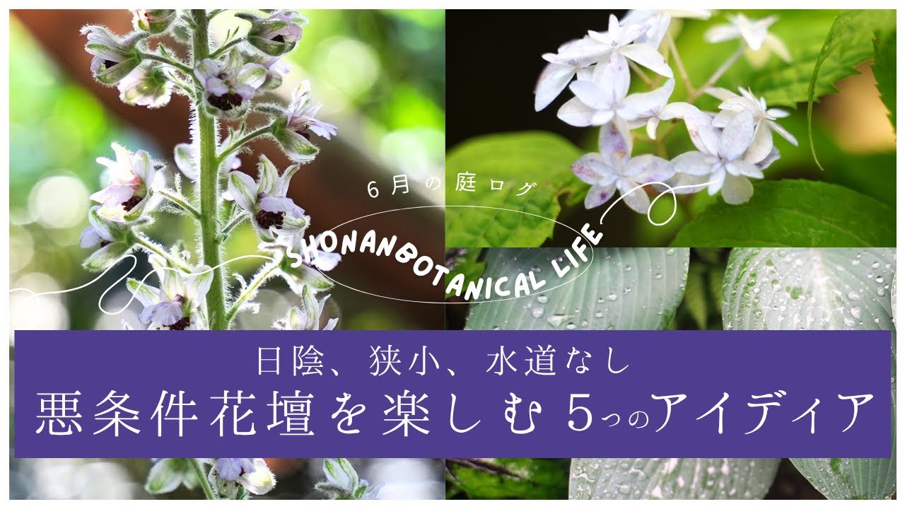 【シェードガーデン】日陰、狭小、水道なし✴︎悪条件花壇でガーデニングを楽しむ５つのアイディア✴︎｜６月の庭｜