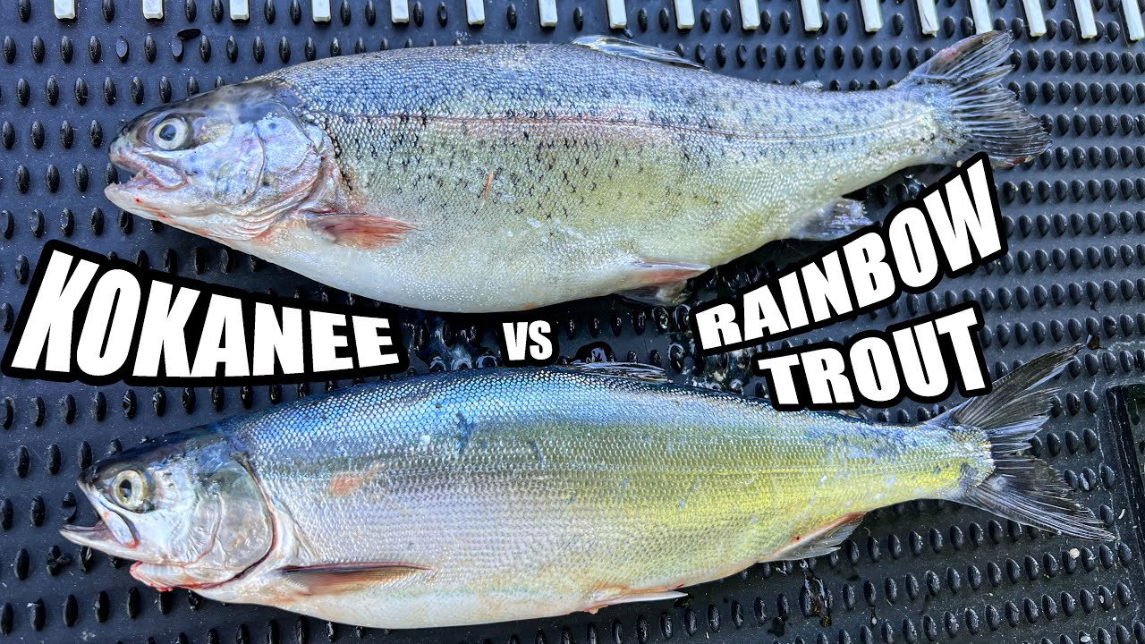 Identifying Kokanee vs Rainbow Trout