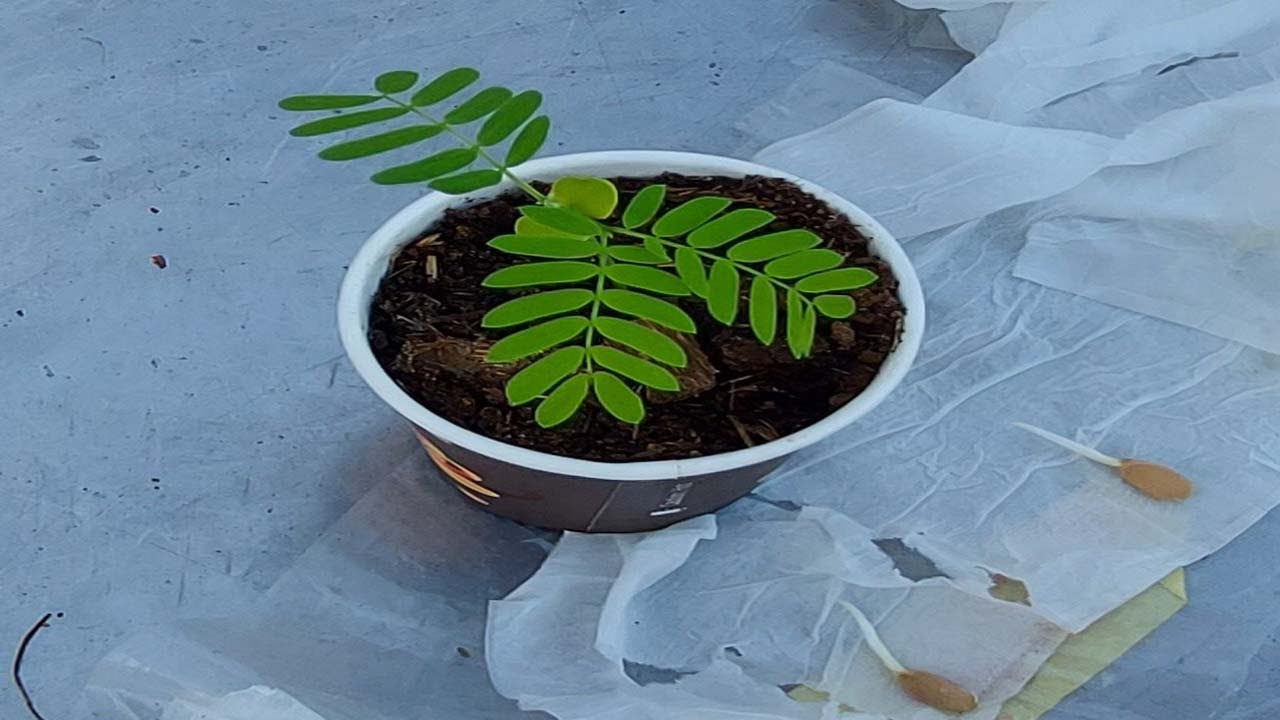 فن زراعة بذور البونسيانا الصفراء بطريقه المائية