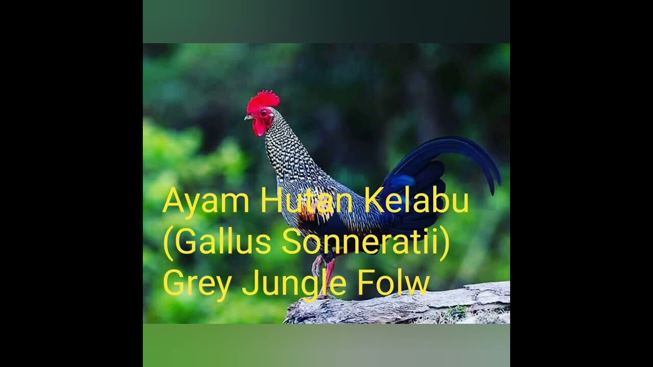 Ciri Khas Kokok Ayam Hutan Hijau,Merah,Kelabu dan Srilanka