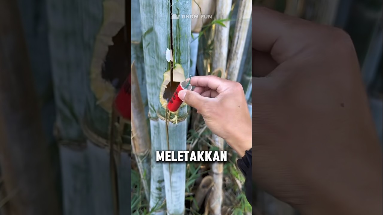 Kekuatan petasan di batang bambu yang mengejutkan‼️😲