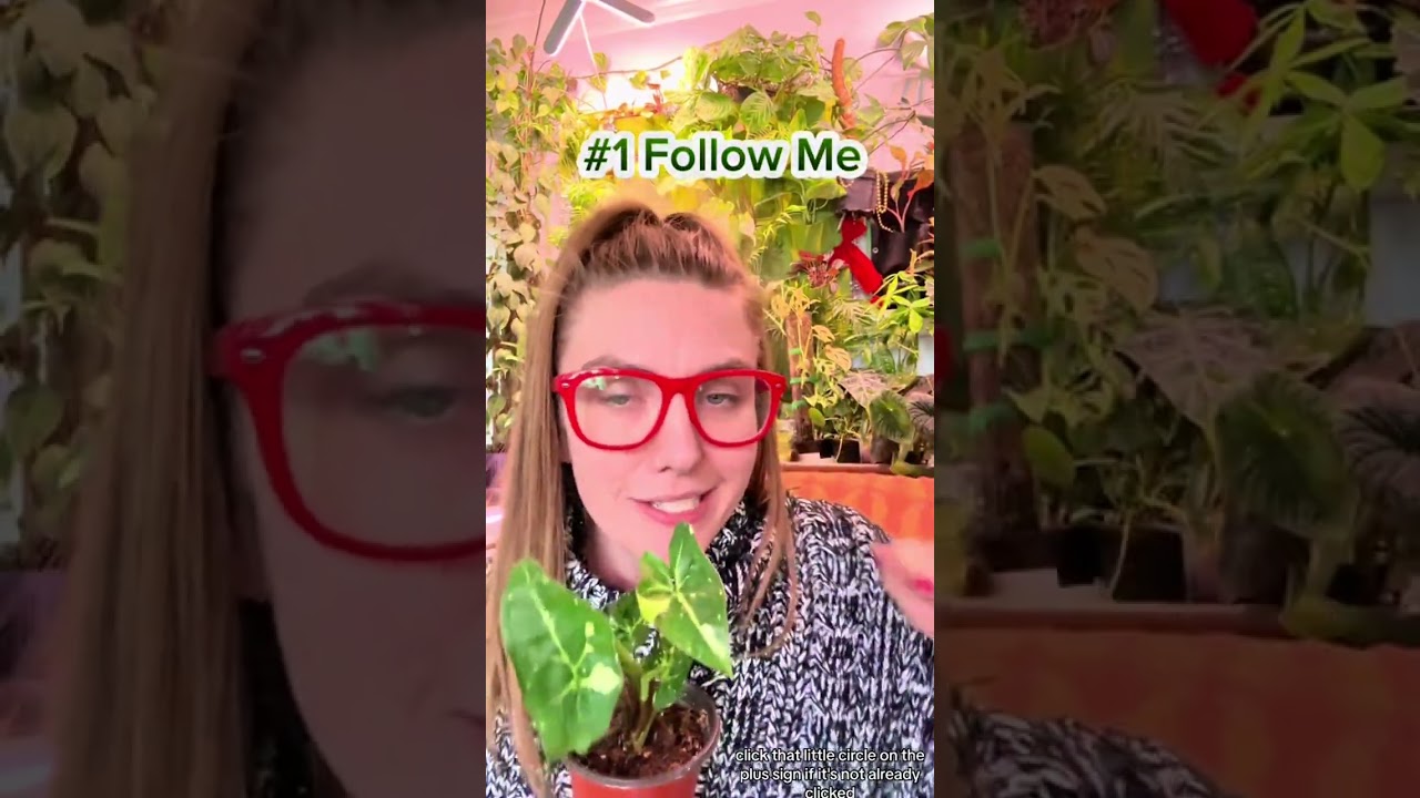 🌱❤️3000 Follower Plant Giveaway! 🌱 Celebrating this green journey with a mega plant party