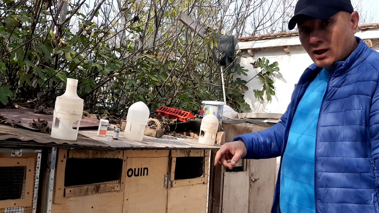 GÜVERCİNLERİ EŞLEMEDEN ÖNCE İÇ PARAZİT İÇİN KONTİL UYGULADIK