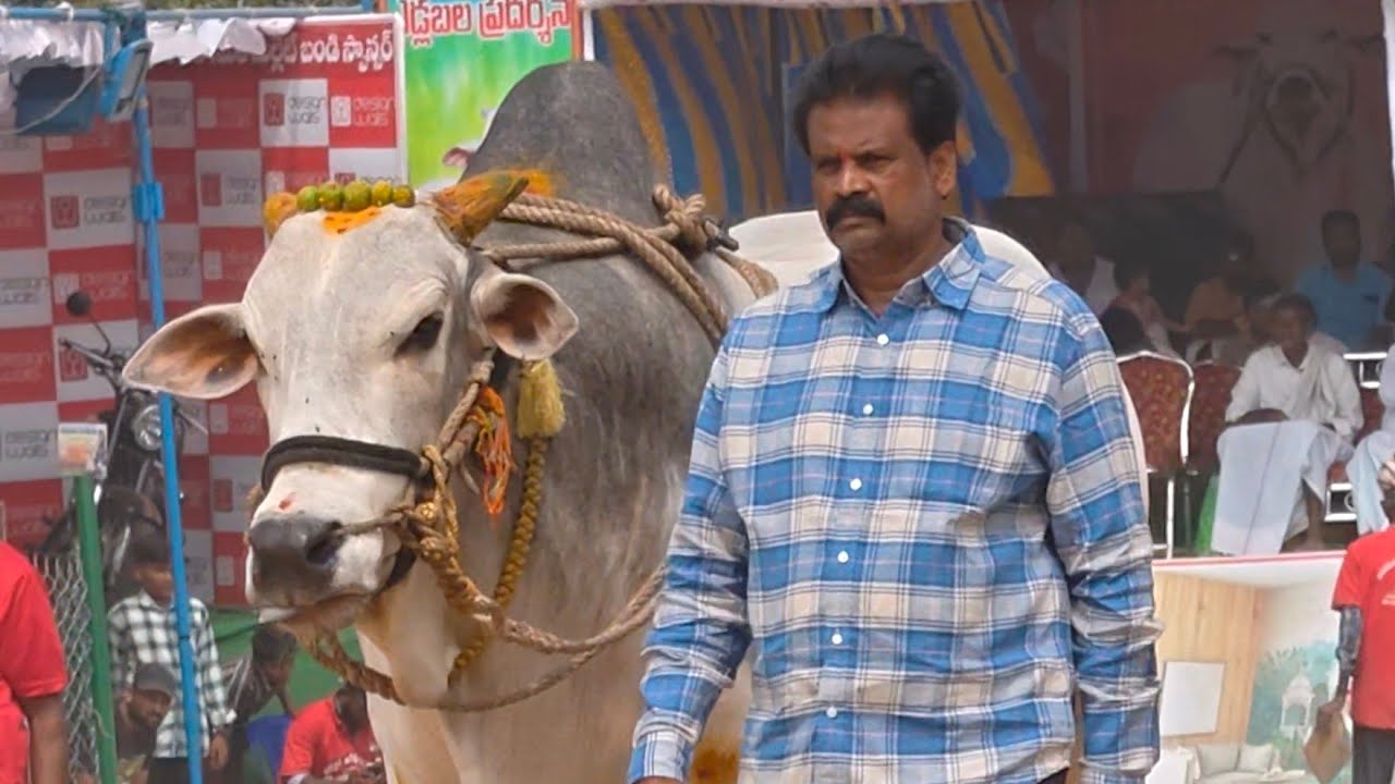2026-రెంటచింతల.జూనియర్.4వ జత.RK BULLS అత్తోట శీరష చౌదరి గారు శివకృష్ణ చౌదరి గారు వేటపాలెం 