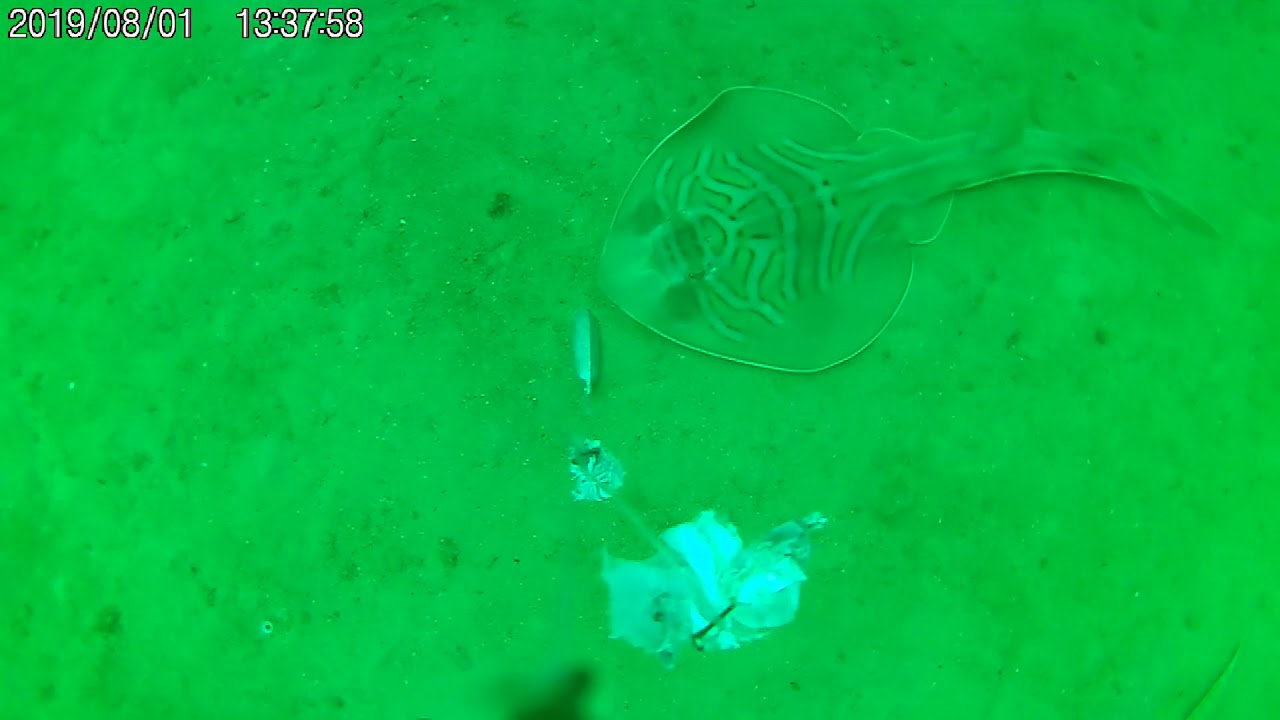 Underwater camera flathead fishing footage Shellharbour NSW South Coast