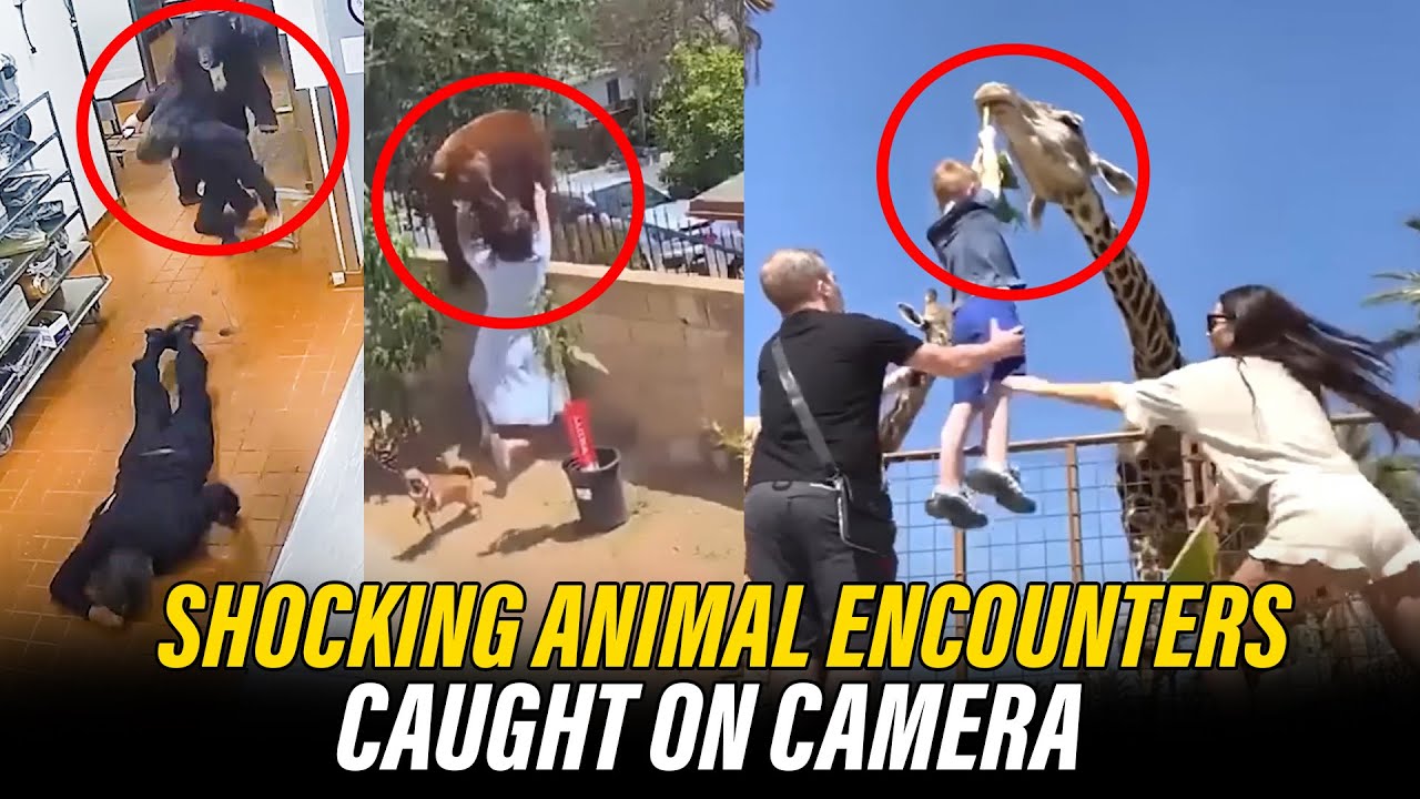 Shocking Animal Encounters Caught on Camera 2025 | Wild Animal Attacks & Close Calls