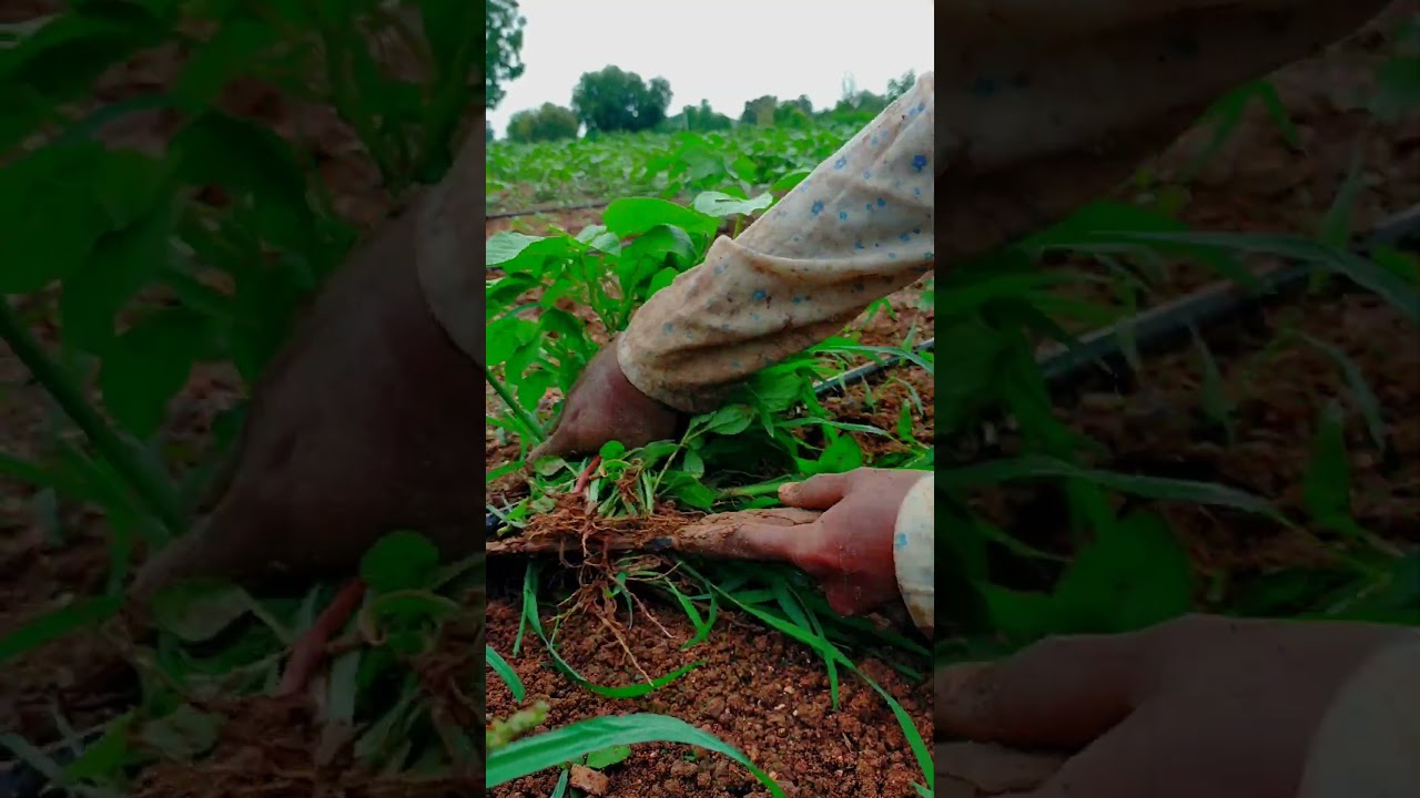 grass harvesting at black gram whole farm 