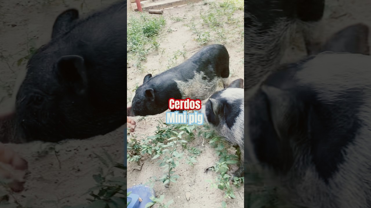 Cerdos mini pig 