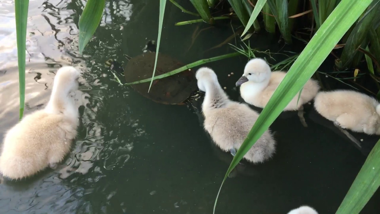 Cygnets & Terrapin feeding together