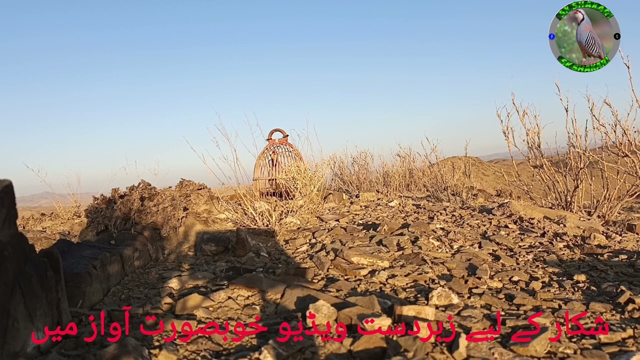 Shikari chakoor awaz شکاری زرک #birds #keklik #sesi @BirdSound247 @Keklik-sesi-chakor-birds 