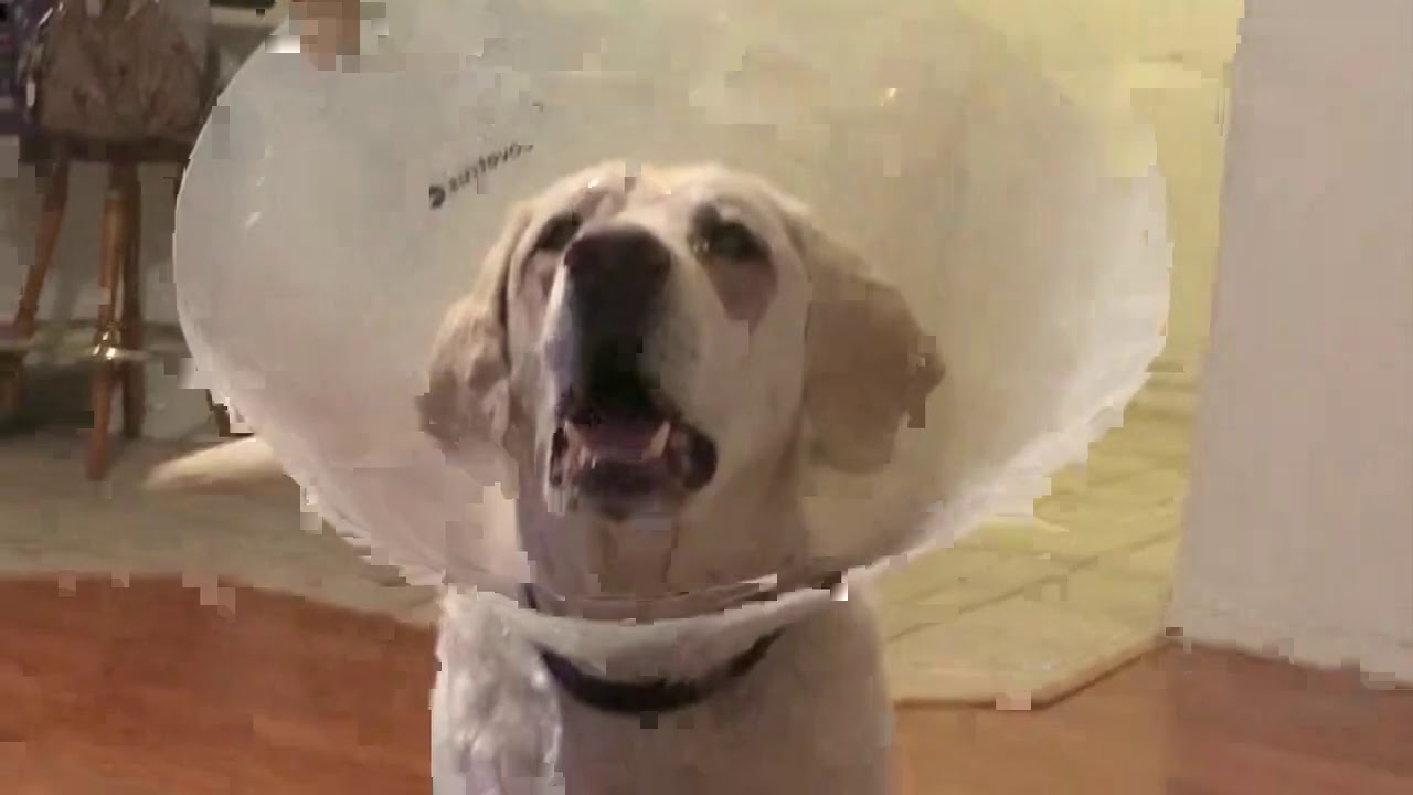BLIND LABRADOR HEALED!  The Story of Our Dakota
