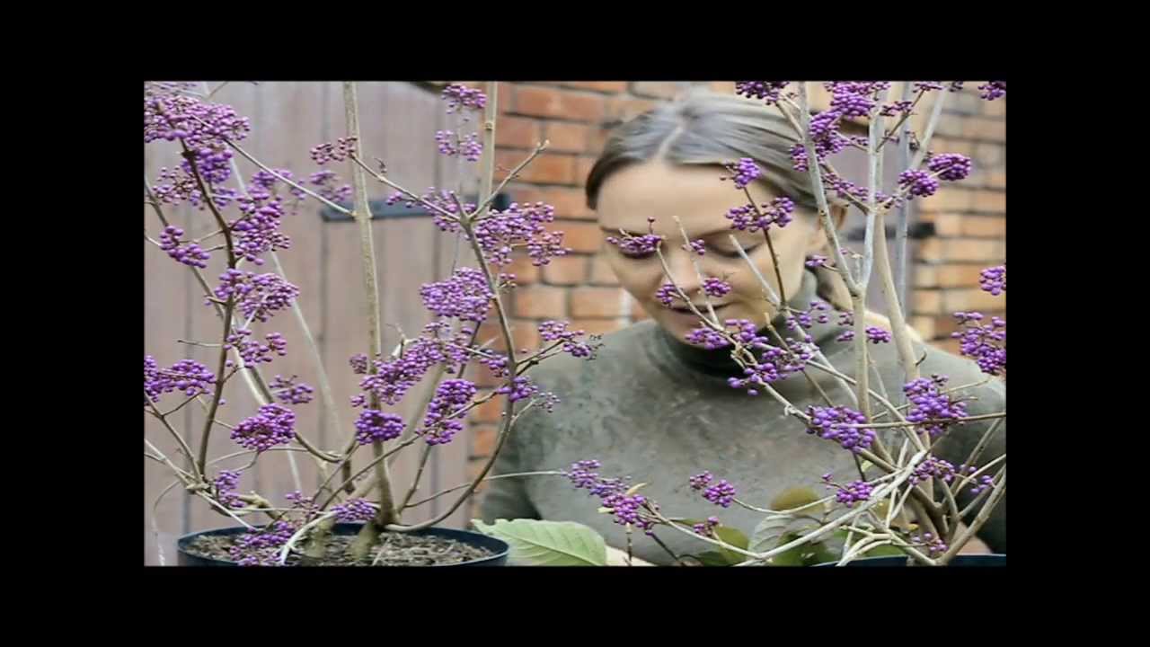 Pięknotka,Callicarpa bodinieri 'Profusion' + ROZDANIE zamknięte