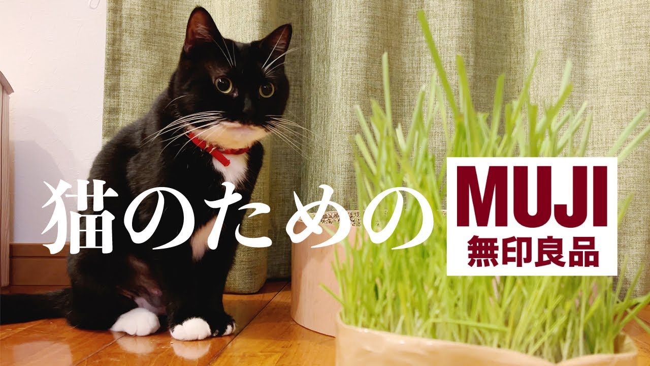 徹底解説！猫草栽培セット【 無印良品 】育て方から節約の裏技まで。