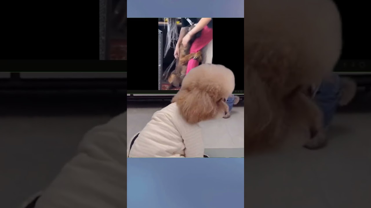 Poor dog not ready to give up after being rescued #rescuedog #dogrescue #trendingshorts