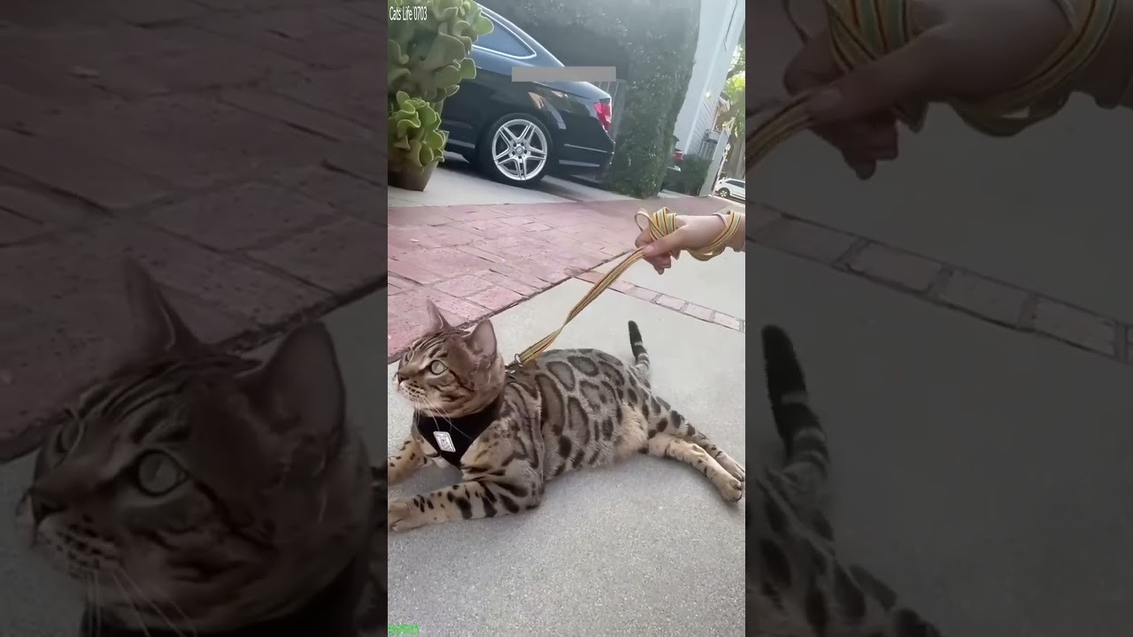 Funny Pets 😅 #animals 😅 # Ep 5133