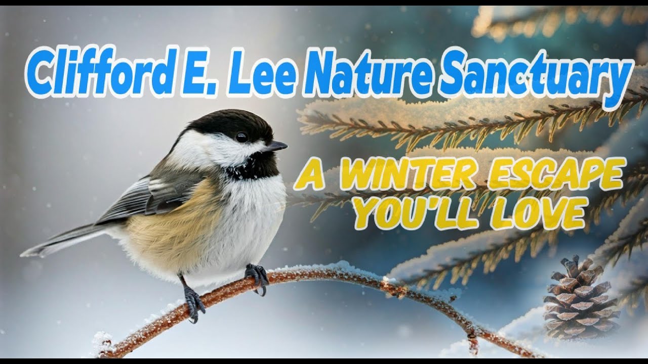 Winter Birds & Scenic Views: Clifford E. Lee Nature Sanctuary.