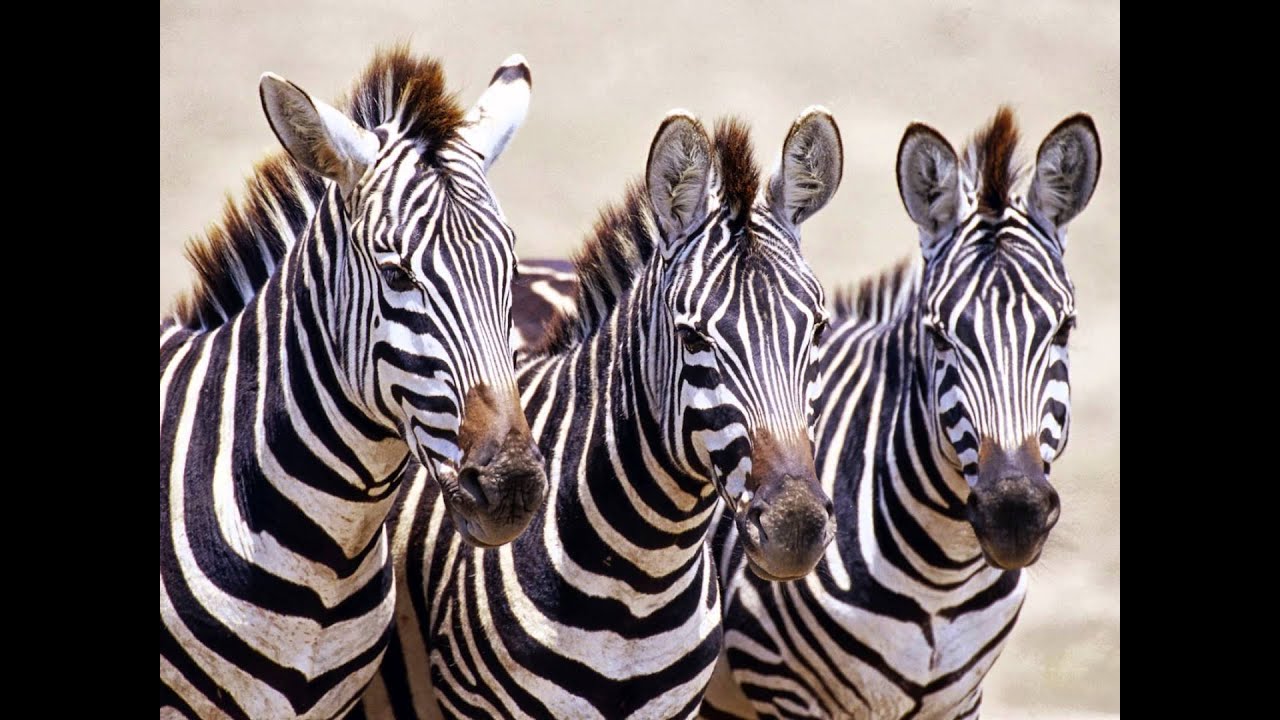 Dieren allerlei