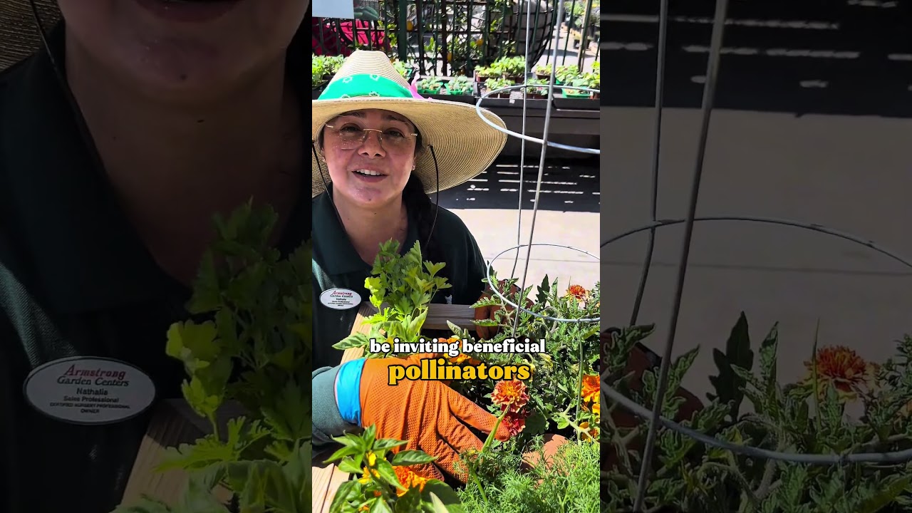 3 Companion Plants for Tomatoes You HAVE to Try!