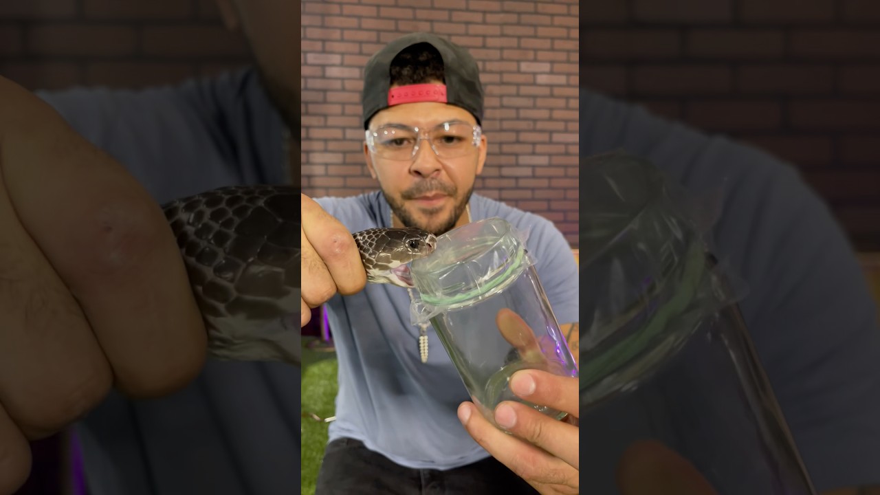 Spitting COBRA VENOM Extraction!