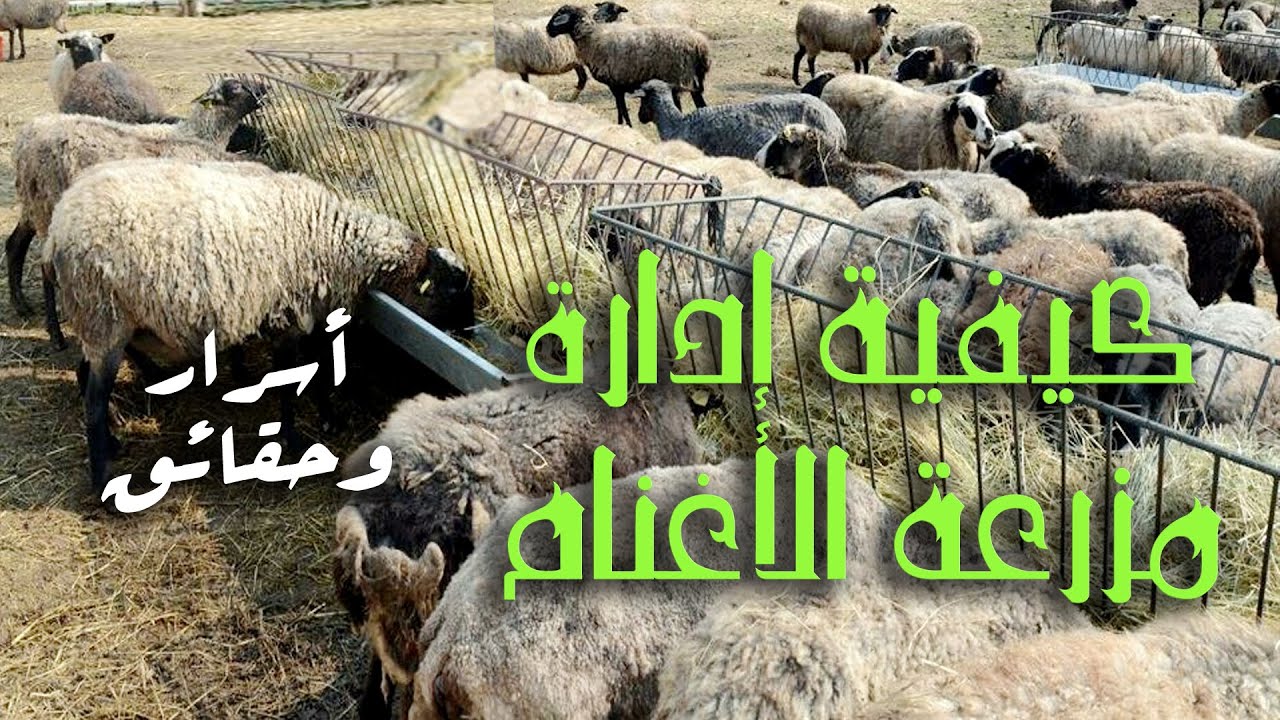 المرشد في إدارة مزرعة الأغنام
