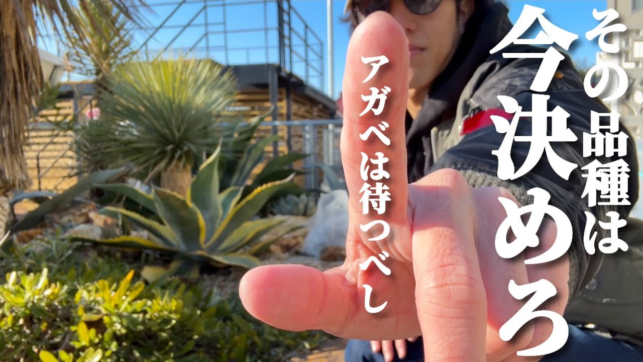 【後悔するな！】ドライガーデンに植えたい植物を買う際の優先順位について考える。アガベは特に注意！