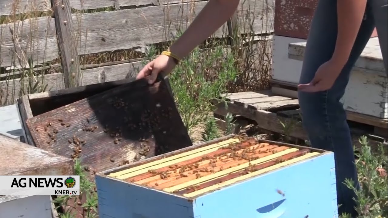 KNEB.tv Ag News: Honey Bee Vaccine