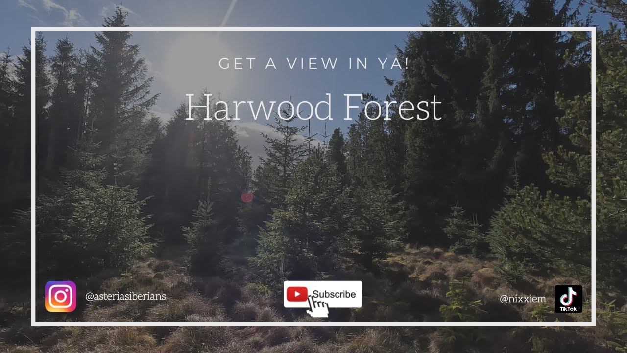 Harwood Forest, Exploring with my Husky.