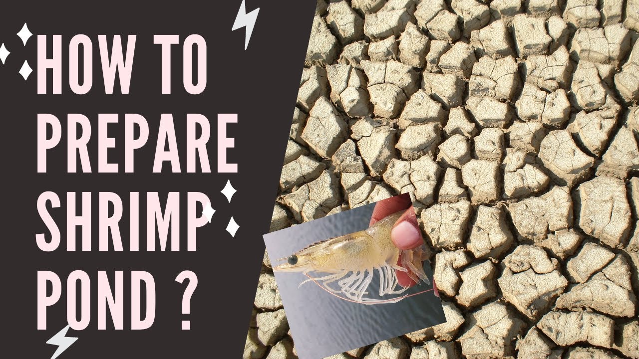 How To Prepare Shrimp Ponds? (English)