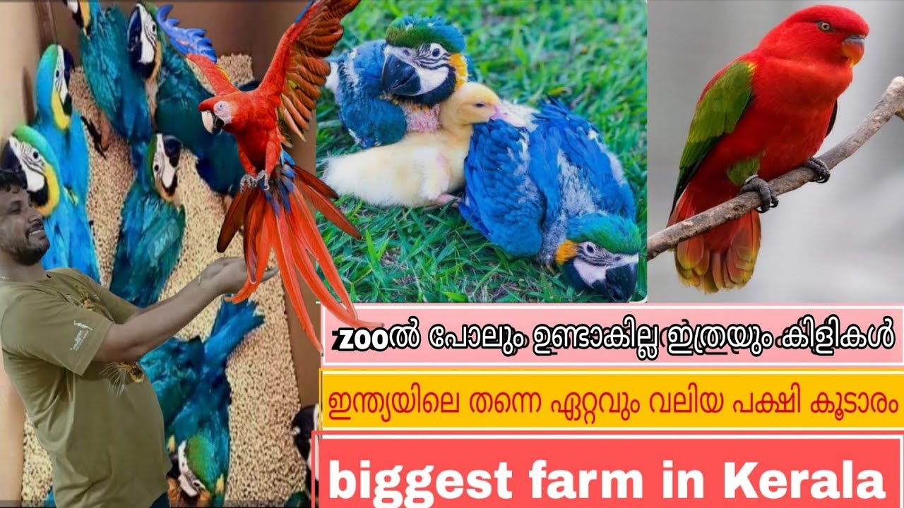 കണ്ണഞ്ചിപ്പിക്കുന്ന വിവിധതരം അലങ്കാര കിളികളുടെ മായകാഴ്ച | biggest birds farming Kerala | #birds 👍🙏🦜