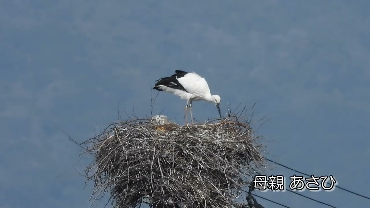 鳴門コウノトリ 2026/02/15 撮影 成長記録 徳島県鳴門市