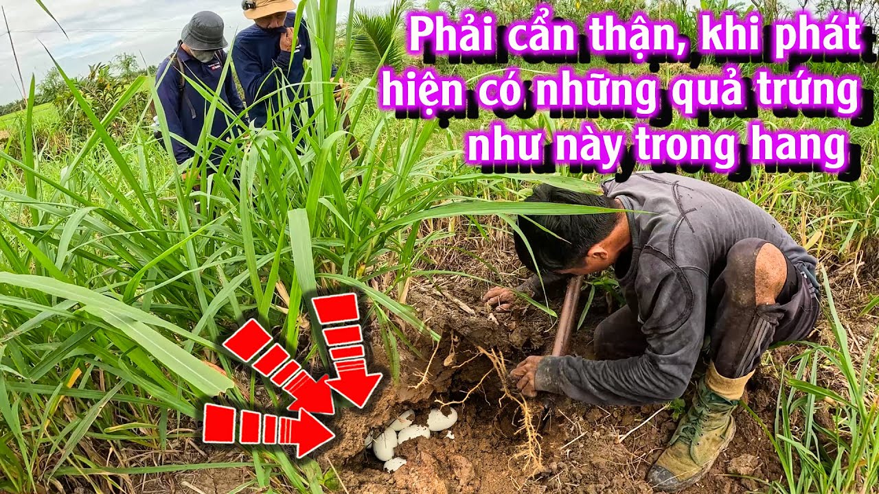 Bữa săn được trúng mánh, bắt quá trời RẮN, quá trời trứng | TGSB #1053