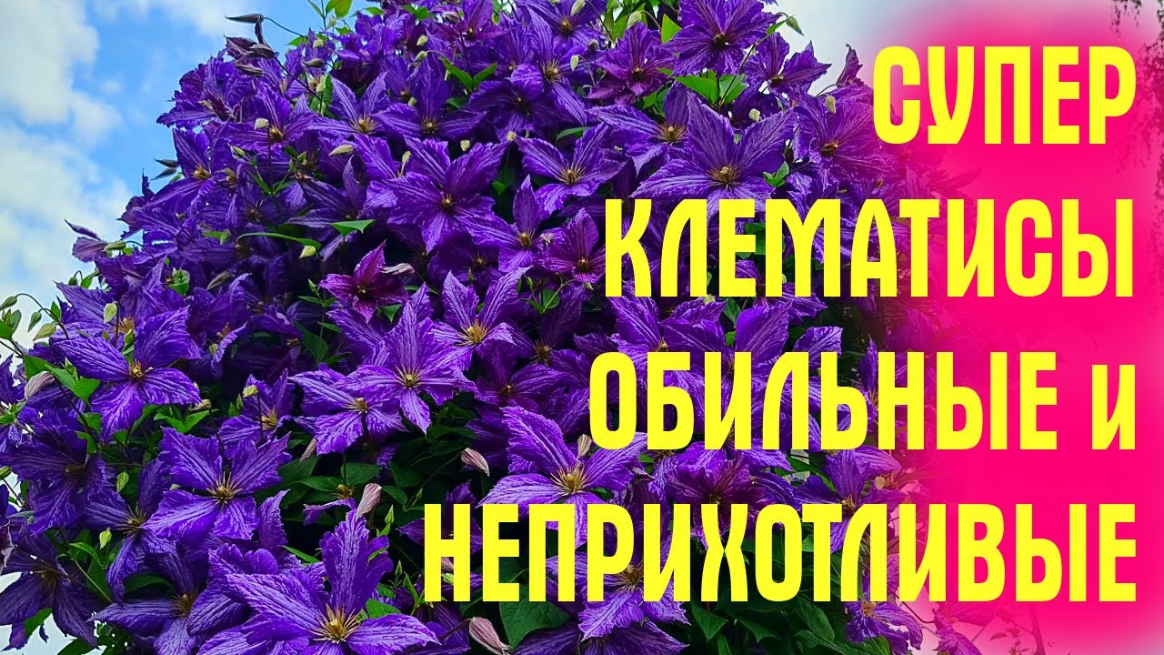 Они УСЫПАНЫ ЦВЕТАМИ ДО ОСЕНИ! Посадите ТАКИЕ КЛЕМАТИСЫ, и скажите СПАСИБО!