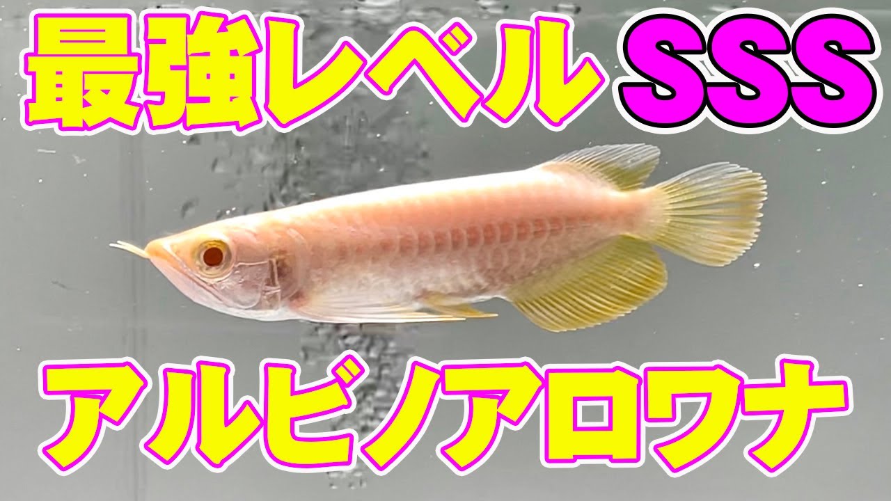 総額１０００万円！？最上級アルビノ過背金龍が段違いだった！