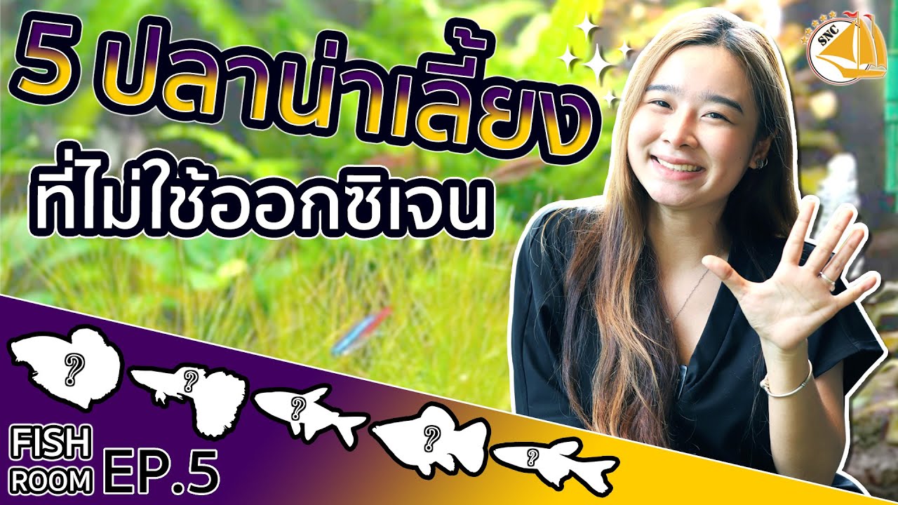 5 อันดับปลาไม่ต้องใช้ออกซิเจนในการเลี้ยงก็ได้!!!- SNC FISHROOM EP.5