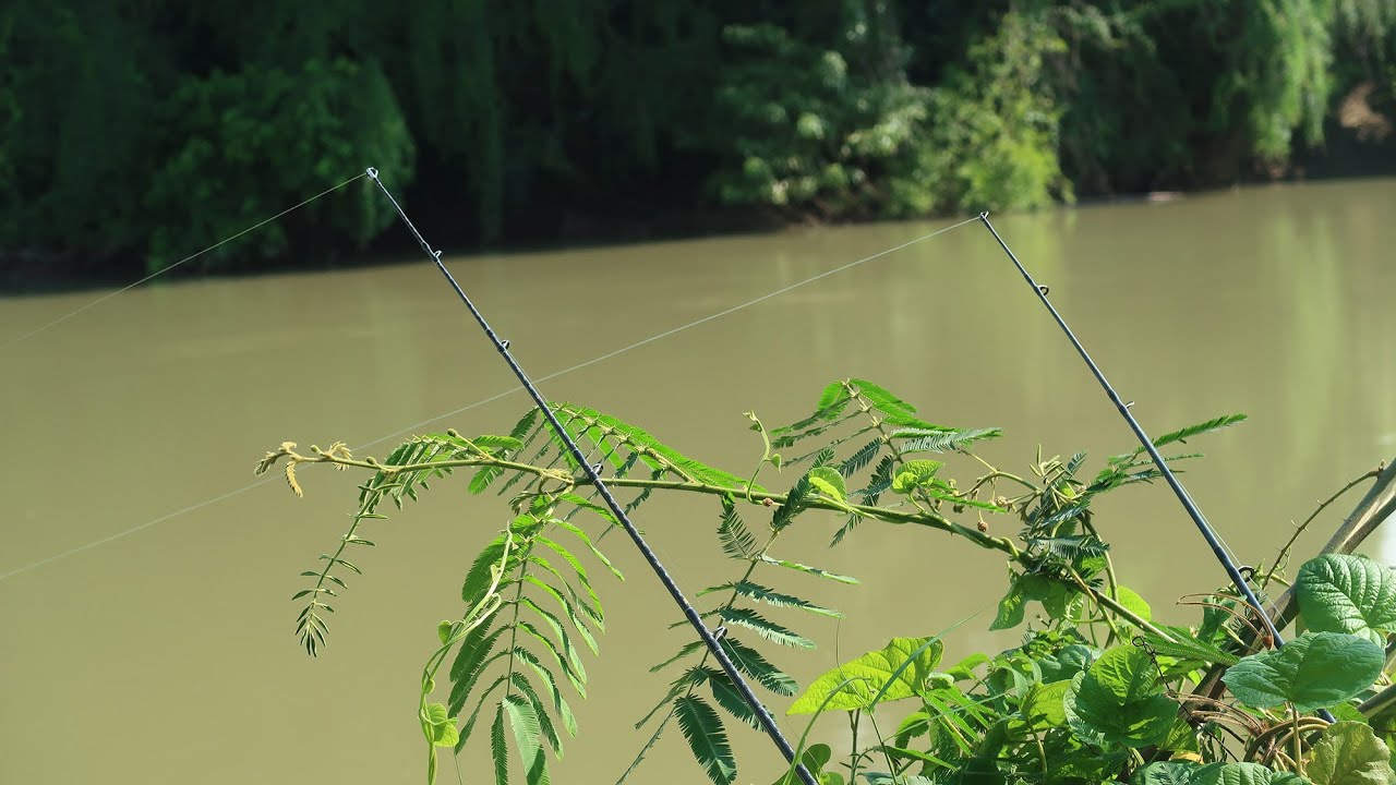 Câu Lăng-xê suối với mồi ủ chua ✅