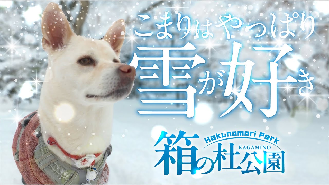 鏡野町　箱の杜公園　愛犬と雪遊び