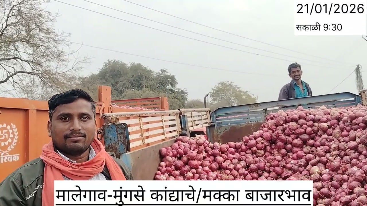 21/01/2026मालेगाव-मुंगसे कांद्याचे/मक्का बाजारभाव सकाळी 9:30          #bhushanjadhav1508 