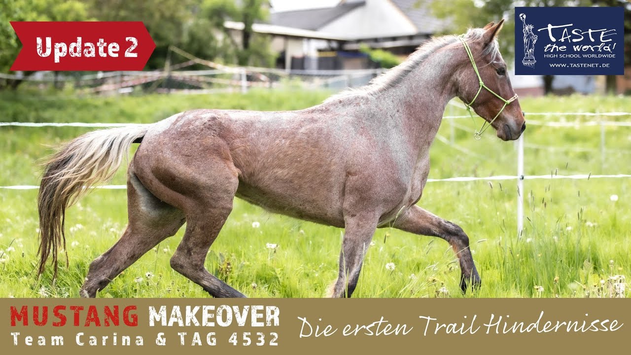 Überraschung auf dem Trail😱 - Team Carina | Mustang Makeover 2023